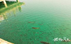 和田市崑崙公園旅遊攻略之魚池