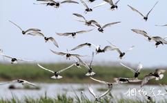 上海崇明東灘鳥類國家級自然保護區旅遊攻略之鳥群