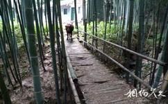 遵義大板水國家森林公園旅遊攻略之竹橋