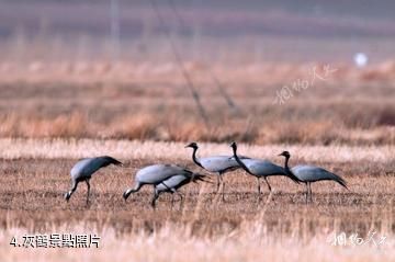 會南會澤黑頸鶴國家級自然保護區-灰鶴照片