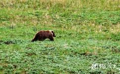 美国丹那利国家公园旅游攻略之棕熊