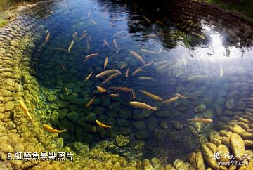 新疆烏什沙棘林濕地公園-虹鱒魚照片