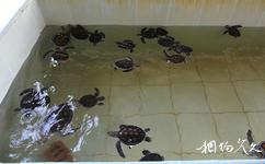马来西亚怡保市旅游攻略之海龟保育中心