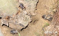贵阳森林公园旅游攻略之蒙瘤犀金龟