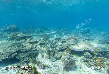 威爾遜島海底風光-珊瑚叢照片