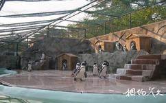 上海动物园旅游攻略之企鹅池