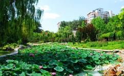 北京青年湖公園旅遊攻略之蓮花