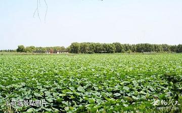 瀋陽仙子湖風景度假區-荷塘照片