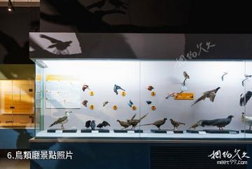 青藏高原自然博物館-鳥類廳照片
