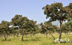 天津智利风情园旅游攻略之智利水果种植采摘基地