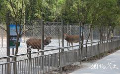 江蘇大豐麋鹿自然保護區旅遊攻略之鹿王展示區