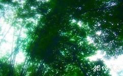 廣州越秀公園旅遊攻略之竹林