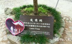 杭州临安太湖源旅游攻略之爱情树