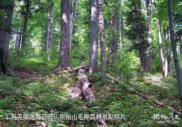 烏克蘭喀爾巴阡山原始山毛櫸森林照片