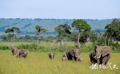 肯尼亚马赛马拉国家保护区旅游攻略之大象