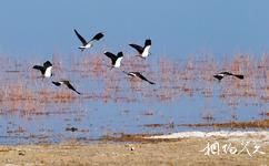 墨玉拉里昆国家湿地公园旅游攻略之候鸟