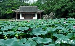 南京莫愁湖公園旅遊攻略之荷花
