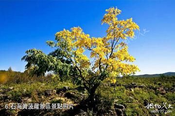 達爾濱湖國家森林公園-石海黃菠蘿景區照片