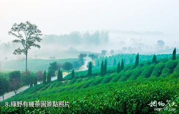 南京平山森林公園-綠野有機茶園照片