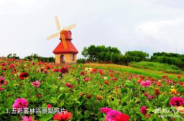 杭州灣海上花田景區-五彩叢林區照片