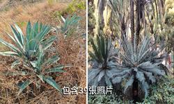 攀枝花蘇鐵國家級自然保護區驢友相冊