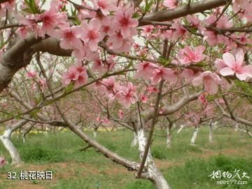 华中农业大学-桃花映日照片