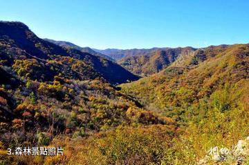 宜川蟒頭山國家森林公園-森林照片