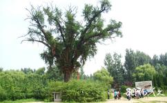 泗水泉林泉群旅遊攻略之千年銀杏樹