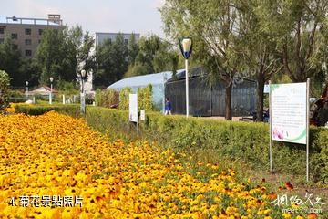 黑龍江農業經濟職業學院芍菊古苑景區-菊花照片