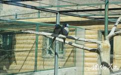 新疆天山野生动物园旅游攻略之鹦鹉