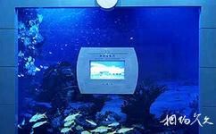 青島海爾科技館旅遊攻略之神奇水族館