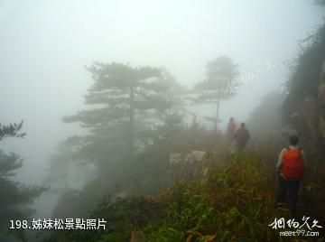 泰安徂徠山國家森林公園-姊妹松照片