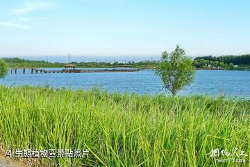 東營攬翠湖旅遊度假區-生態植物區照片