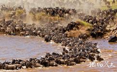 肯尼亚马赛马拉国家保护区旅游攻略之马拉河之渡