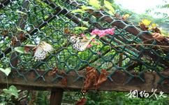 上海动物园旅游攻略之蝴蝶馆