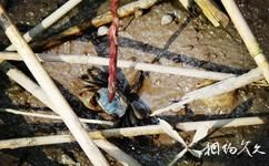 崇明西沙国家湿地公园旅游攻略之螃蟹