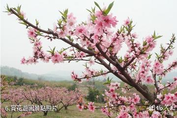 南京傅家邊科技園-賞花遊園照片