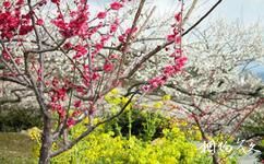 惠州永记生态园旅游攻略之梅花园