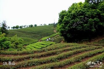 金华石鹅岩-茶山照片