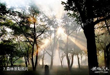 蓮花玉壺山風景區-森林照片
