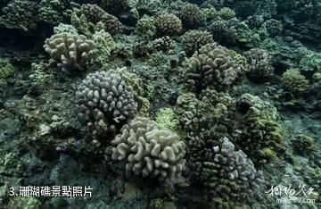 夏威夷莫洛凱島海底1-珊瑚礁照片