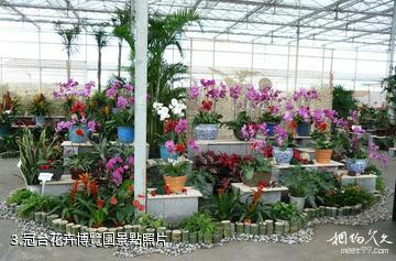 灌南現代農業示範區-冠台花卉博覽園照片