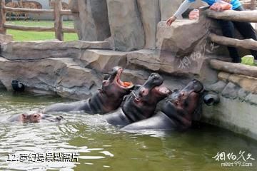 南通森林野生動物園-夢幻島照片