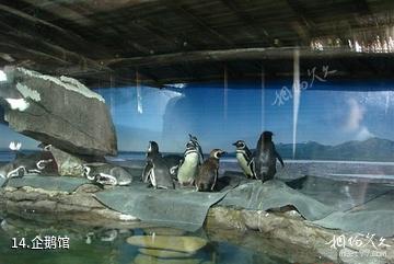 杭州海底世界-企鹅馆照片