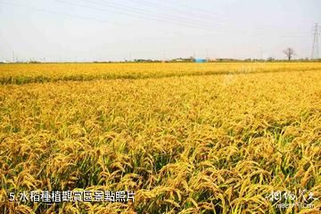 天津名洋湖都市莊園-水稻種植觀賞區照片