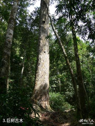 海南吊罗山国家森林公园-巨树古木照片