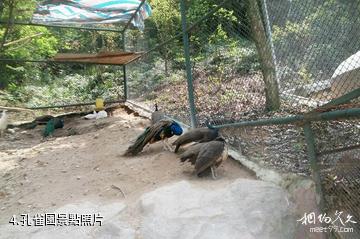 浙江金華動物園-孔雀園照片