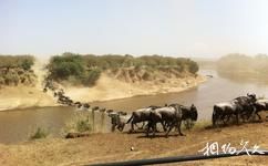 肯亞馬賽馬拉國家保護區旅遊攻略之角馬