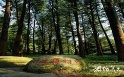 中科院華南植物園旅遊攻略之孑遺植物區