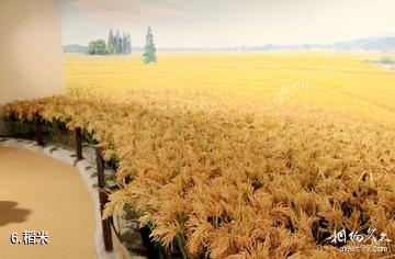 安徽中国稻米博物馆-稻米照片